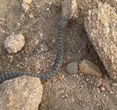 מין פולש שצולם בירושלים