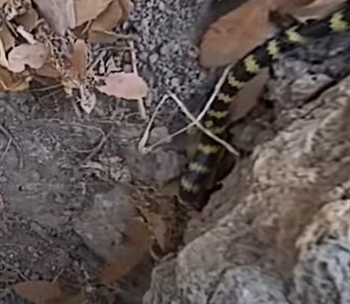 נחש מחרוזן טבעות בגינה בגבעתיים
