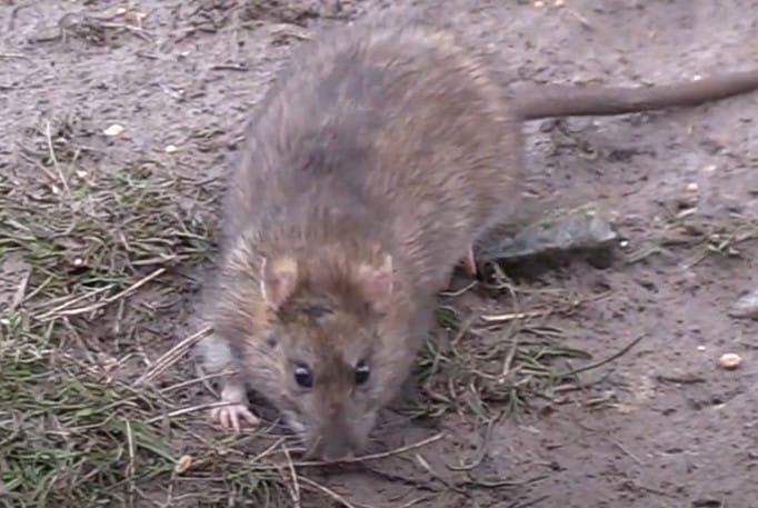 חולדה נורווגית בירושלים - Rattus norvegicus