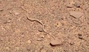 נחש ארבע קו מובהק בגינה בשרון - Psammophis schokari