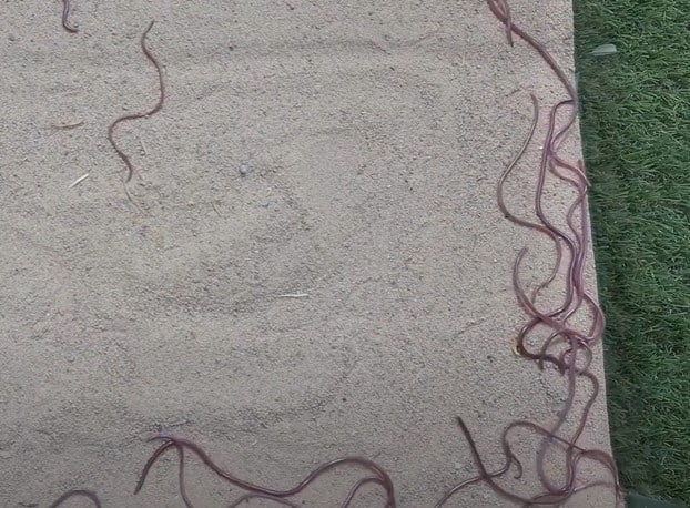 נחשי נימון דק (Leptotyphlops macrorhynchus) במערב השרון