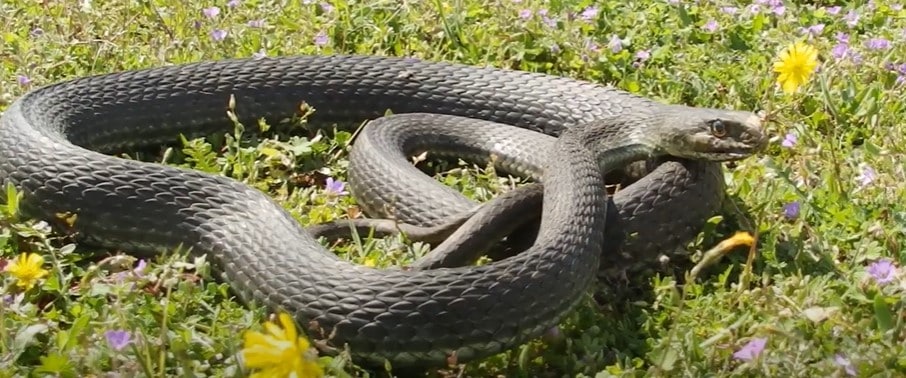 תלום קשקשים מצוי בקדימה צורן - מחוז השרון
